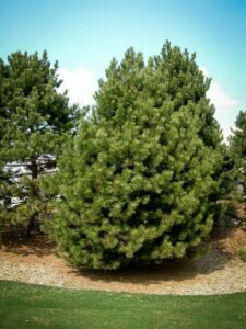 Сосна Чёрная (Pinus Nigra) купить по цене от 270.00р. в интернет-магазине «Посадика» с доставкой почтой в в Темрюке и по всей России – [изображение №1].