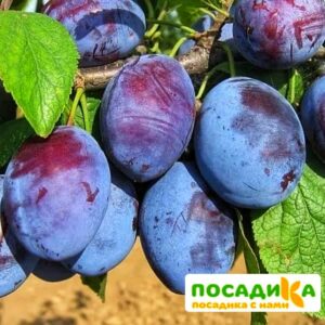 Слива Чачакская ранняя купить по цене от 229.00р. в интернет-магазине «Посадика» с доставкой почтой в в Темрюке и по всей России – [изображение №1].