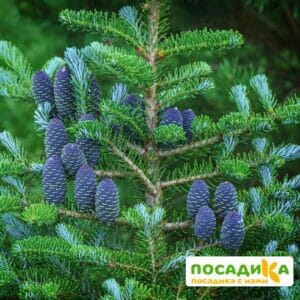 Пихта корейская (Abies koreana) купить по цене от 450.00р. в интернет-магазине «Посадика» с доставкой почтой в в Темрюке и по всей России – [изображение №1].