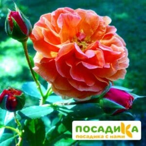 Роза Арабия купить по цене от 350.00р. в интернет-магазине «Посадика» с доставкой почтой в в Темрюке и по всей России – [изображение №1].