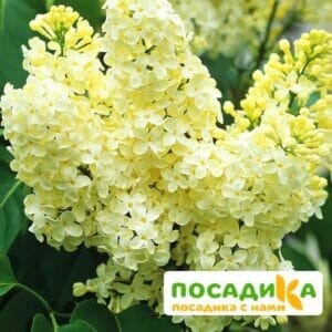 Сирень Примроуз (Primrose) купить по цене от 529.00р. в интернет-магазине «Посадика» с доставкой почтой в в Темрюке и по всей России – [изображение №1].