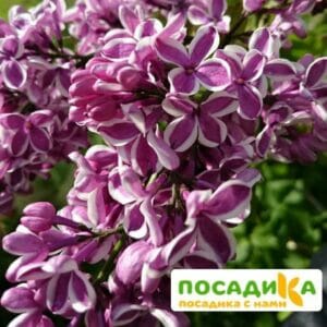 Сирень Сенсация купить по цене от 529.00р. в интернет-магазине «Посадика» с доставкой почтой в в Темрюке и по всей России – [изображение №1].