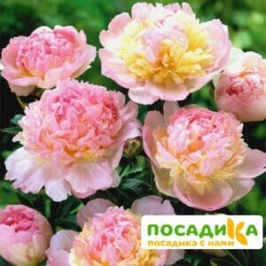 Пион Распберри Сандей (Paeonia Raspberry Sundae) купить по цене от 959р. в интернет-магазине «Посадика» с доставкой почтой в в Темрюке и по всей России – [изображение №1].