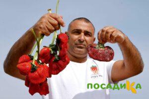 Клубника Гигант Джорнея купить по цене от 266р. в интернет-магазине «Посадика» с доставкой почтой в в Темрюке и по всей России – [изображение №1].