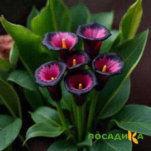 Калла Аура Лейс купить по цене от 400р. в интернет-магазине «Посадика» с доставкой почтой в в Темрюке и по всей России – [изображение №1].