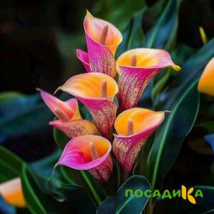 Калла Оникс купить по цене от 450р. в интернет-магазине «Посадика» с доставкой почтой в в Темрюке и по всей России – [изображение №1].