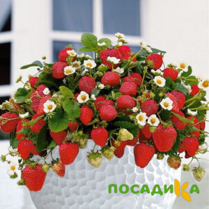 Клубника Рубиновый Шепот (горшечная) купить по цене от 240р. в интернет-магазине «Посадика» с доставкой почтой в в Темрюке и по всей России – [изображение №1].