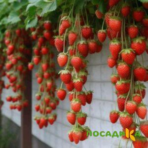 Клубника вьющаяся Комплимент купить по цене от 470р. в интернет-магазине «Посадика» с доставкой почтой в в Темрюке и по всей России – [изображение №1].