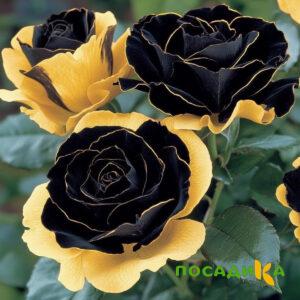Роза Ханни Сикл купить по цене от 700р. в интернет-магазине «Посадика» с доставкой почтой в в Темрюке и по всей России – [изображение №1].