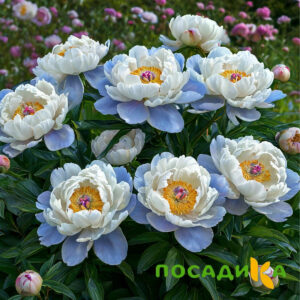 Пион акварельный Этюд купить по цене от 806р. в интернет-магазине «Посадика» с доставкой почтой в в Темрюке и по всей России – [изображение №1].