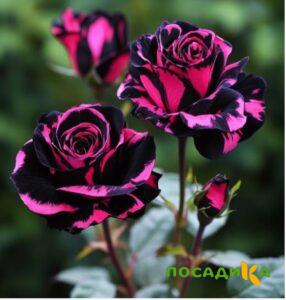 Роза Багровый Шепот купить по цене от 366р. в интернет-магазине «Посадика» с доставкой почтой в в Темрюке и по всей России – [изображение №1].