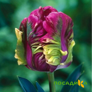 Тюльпан Экзотик Хэвен купить по цене от 186р. в интернет-магазине «Посадика» с доставкой почтой в в Темрюке и по всей России – [изображение №1].