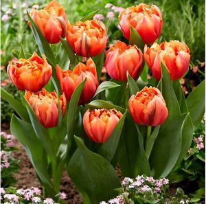 Тюльпан Гудошник Дабл купить по цене от 185р. в интернет-магазине «Посадика» с доставкой почтой в в Темрюке и по всей России – [изображение №1].