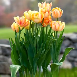 Тюльпан Верона Санрайз купить по цене от 280р. в интернет-магазине «Посадика» с доставкой почтой в в Темрюке и по всей России – [изображение №1].