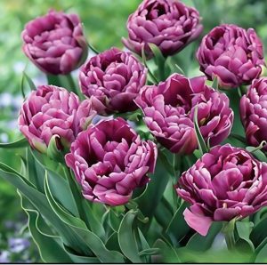 Тюльпан Айс Крим купить по цене от 430р. в интернет-магазине «Посадика» с доставкой почтой в в Темрюке и по всей России – [изображение №1].