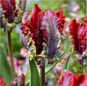 Тюльпан Рококо купить по цене от 350р. в интернет-магазине «Посадика» с доставкой почтой в в Темрюке и по всей России – [изображение №1].