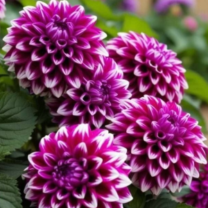 Георгин Кристал Корт купить по цене от 602р. в интернет-магазине «Посадика» с доставкой почтой в в Темрюке и по всей России – [изображение №1].