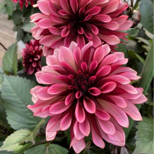 Георгин Перли Сансет купить по цене от 309р. в интернет-магазине «Посадика» с доставкой почтой в в Темрюке и по всей России – [изображение №1].