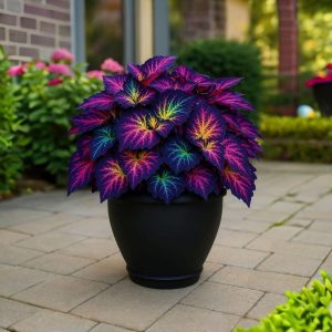 Хоста Фрости Блю купить по цене от 389р. в интернет-магазине «Посадика» с доставкой почтой в в Темрюке и по всей России – [изображение №1].