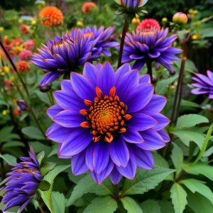 Георгин Лазурит купить по цене от 799р. в интернет-магазине «Посадика» с доставкой почтой в в Темрюке и по всей России – [изображение №1].