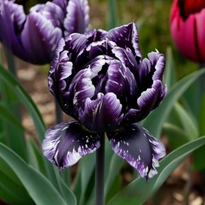 Тюльпан Индиго купить по цене от 600р. в интернет-магазине «Посадика» с доставкой почтой в в Темрюке и по всей России – [изображение №1].