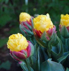 Тюльпан Айс Крим Банана купить по цене от 360р. в интернет-магазине «Посадика» с доставкой почтой в в Темрюке и по всей России – [изображение №1].