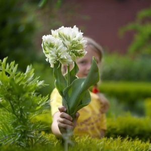 Тюльпан Супер Пэррот купить по цене от 360р. в интернет-магазине «Посадика» с доставкой почтой в в Темрюке и по всей России – [изображение №1].