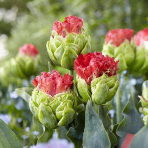 Тюльпан Бычий Глаз купить по цене от 275р. в интернет-магазине «Посадика» с доставкой почтой в в Темрюке и по всей России – [изображение №1].