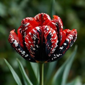 Тюльпан Вельвет Файер купить по цене от 394р. в интернет-магазине «Посадика» с доставкой почтой в в Темрюке и по всей России – [изображение №1].