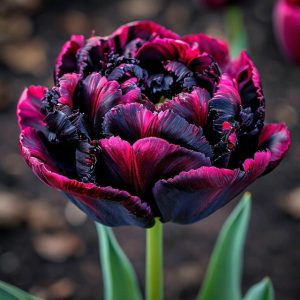 Тюльпан Фламинго купить по цене от 500р. в интернет-магазине «Посадика» с доставкой почтой в в Темрюке и по всей России – [изображение №1].