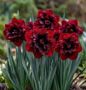 Нарцисс Сапфировый Бриз купить по цене от 3000р. в интернет-магазине «Посадика» с доставкой почтой в в Темрюке и по всей России – [изображение №1].