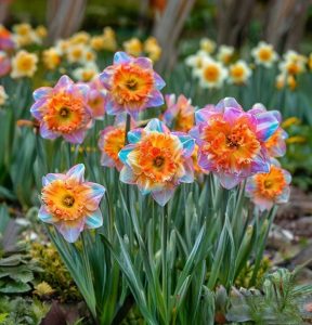 Нарцисс Айвери Дон купить по цене от 3000р. в интернет-магазине «Посадика» с доставкой почтой в в Темрюке и по всей России – [изображение №1].