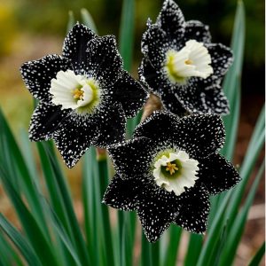 Нарцисс Кассата купить по цене от 372р. в интернет-магазине «Посадика» с доставкой почтой в в Темрюке и по всей России – [изображение №1].