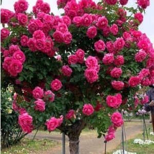 Роза Версаля купить по цене от 232р. в интернет-магазине «Посадика» с доставкой почтой в в Темрюке и по всей России – [изображение №1].