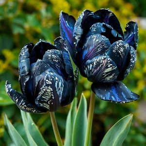 Тюльпан Блю Фог купить по цене от 500р. в интернет-магазине «Посадика» с доставкой почтой в в Темрюке и по всей России – [изображение №1].