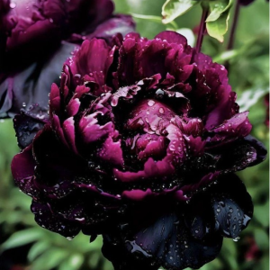 Пион Темный Сад купить по цене от 421р. в интернет-магазине «Посадика» с доставкой почтой в в Темрюке и по всей России – [изображение №1].