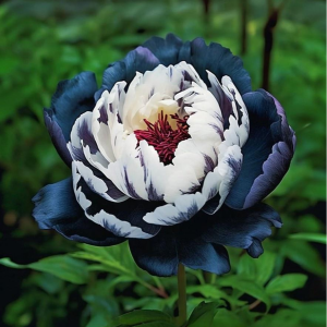 Пион Древовидный Инь-Янь купить по цене от 419р. в интернет-магазине «Посадика» с доставкой почтой в в Темрюке и по всей России – [изображение №1].