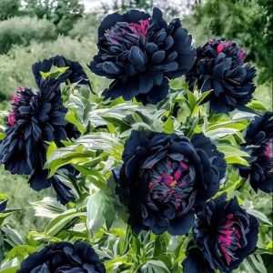 Пион древовидный Сердце Афродиты купить по цене от 600р. в интернет-магазине «Посадика» с доставкой почтой в в Темрюке и по всей России – [изображение №1].