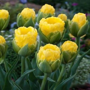 Тюльпан махровый Ванила Коп купить по цене от 159р. в интернет-магазине «Посадика» с доставкой почтой в в Темрюке и по всей России – [изображение №1].