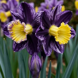 Нарцисс Акропоис купить по цене от 382р. в интернет-магазине «Посадика» с доставкой почтой в в Темрюке и по всей России – [изображение №1].