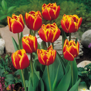 Тюльпан Блэк Фаер купить по цене от 275р. в интернет-магазине «Посадика» с доставкой почтой в в Темрюке и по всей России – [изображение №1].