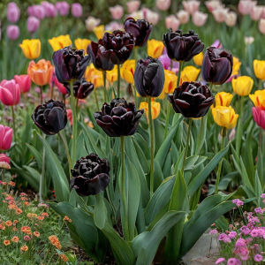 Тюльпан махровый Рейдинс Дарк купить по цене от 230р. в интернет-магазине «Посадика» с доставкой почтой в в Темрюке и по всей России – [изображение №1].
