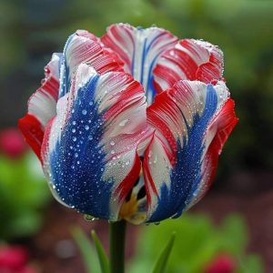 Тюльпан Ремс Сенсейшн купить по цене от 219р. в интернет-магазине «Посадика» с доставкой почтой в в Темрюке и по всей России – [изображение №1].