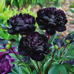 Пион Королевский Бархат купить по цене от 419р. в интернет-магазине «Посадика» с доставкой почтой в в Темрюке и по всей России – [изображение №1].