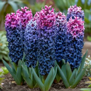 Гиацинт Блю Спринг купить по цене от 2099р. в интернет-магазине «Посадика» с доставкой почтой в в Темрюке и по всей России – [изображение №1].