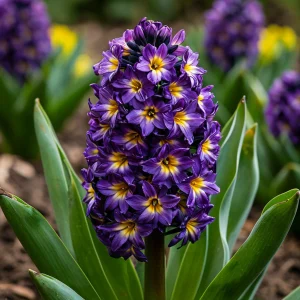 Гиацинт Вельвет Колор купить по цене от 2099р. в интернет-магазине «Посадика» с доставкой почтой в в Темрюке и по всей России – [изображение №1].