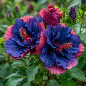 Гибискус Роуз Шайн купить по цене от 360р. в интернет-магазине «Посадика» с доставкой почтой в в Темрюке и по всей России – [изображение №1].