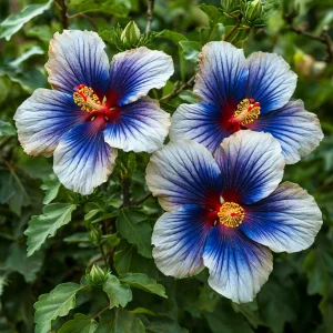 Гибискус Илюжн Вилью купить по цене от 259р. в интернет-магазине «Посадика» с доставкой почтой в в Темрюке и по всей России – [изображение №1].