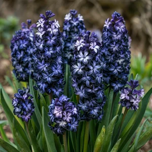 Гиацинт Блум Клауд купить по цене от 2099р. в интернет-магазине «Посадика» с доставкой почтой в в Темрюке и по всей России – [изображение №1].