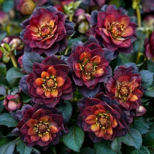 Морозник Сноу Дроп купить по цене от 348р. в интернет-магазине «Посадика» с доставкой почтой в в Темрюке и по всей России – [изображение №1].